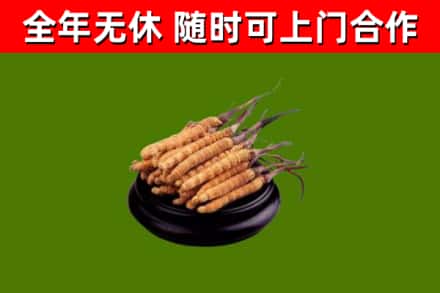 洛隆县回收散虫草