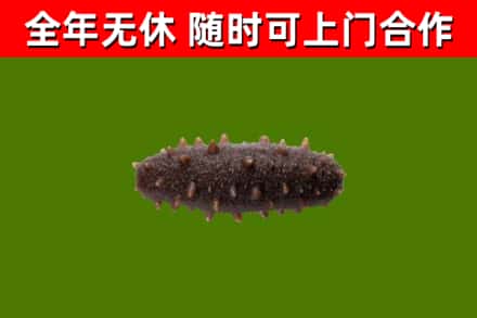 洛隆县回收海参干